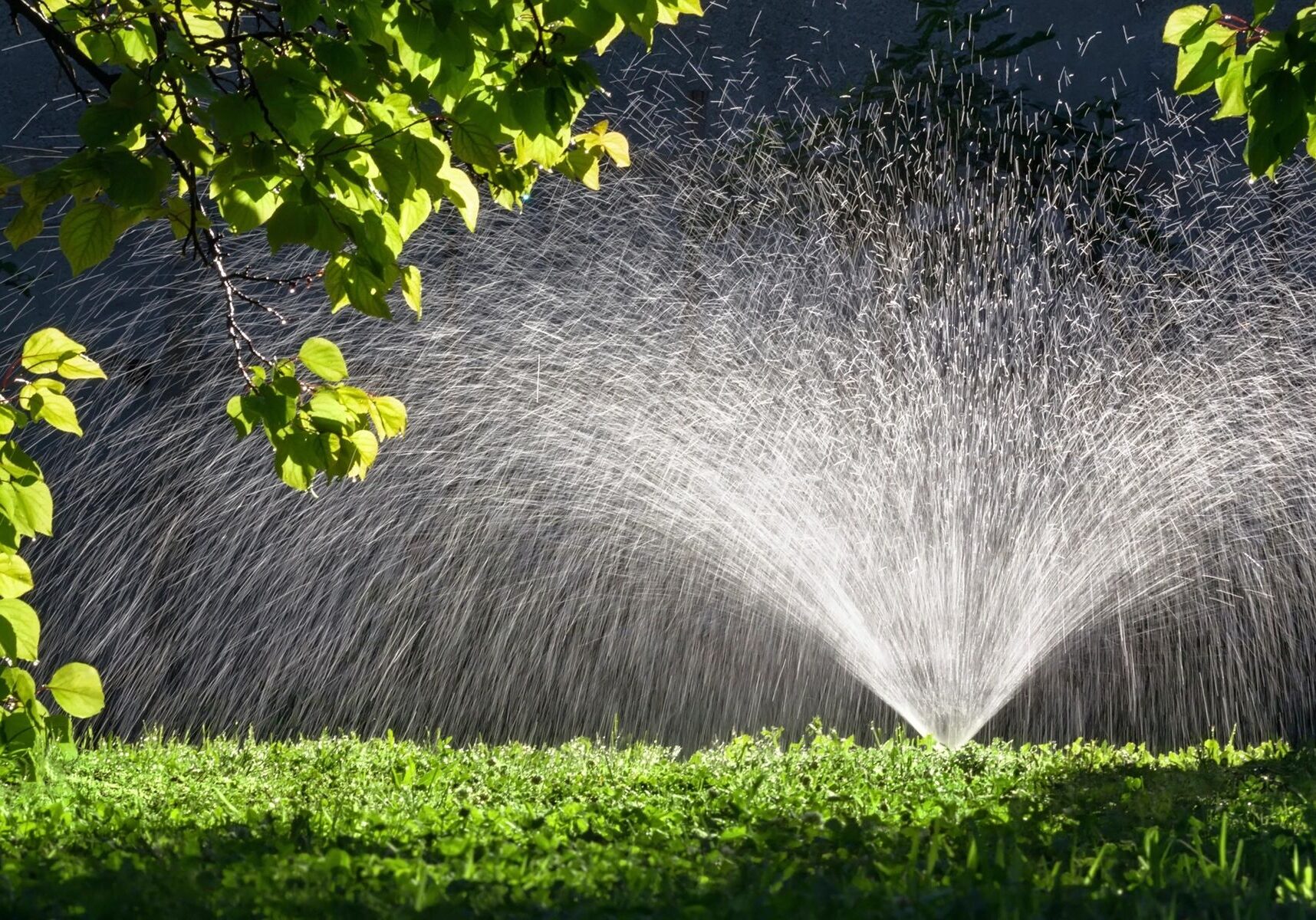 Fountain spraying water in pond, framed by foliage